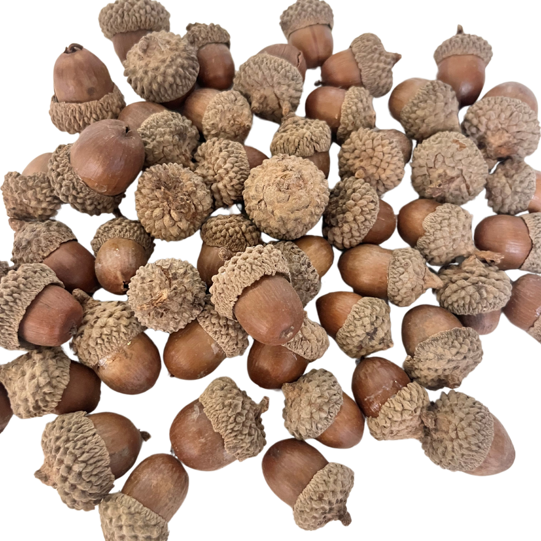 Dried Fall Botanicals (three kinds)