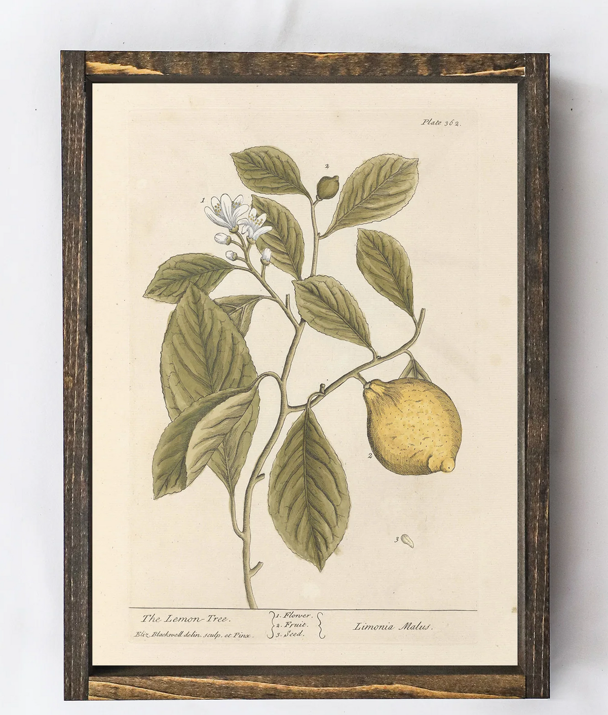 Hoekstra Decor Lemon Tree Artwork: 9" X 12"