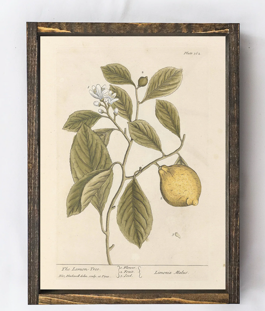 Hoekstra Decor Lemon Tree Artwork: 9" X 12"